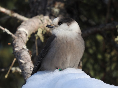 Canada Jay