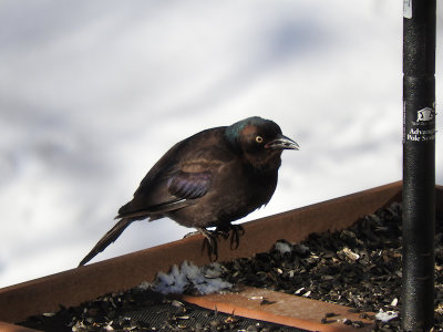 Common Grackle