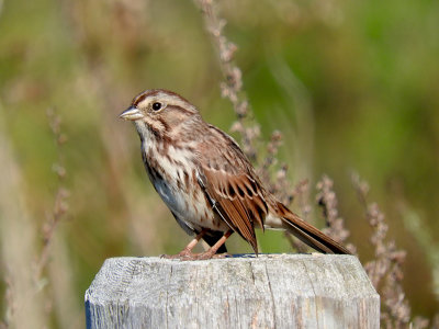 Song Sparrow