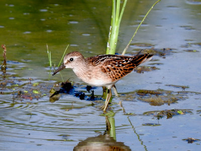 Least Sandpiper