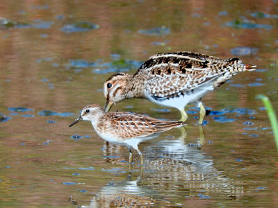 Wilson's Snipe with Least Sandpiper