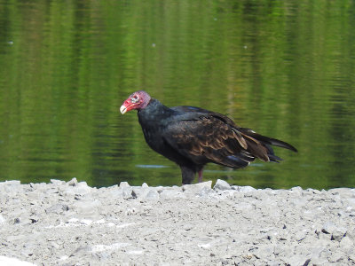 Turkey Vulture 