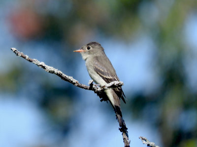 Eastern Wood-pewee