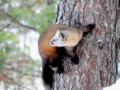 American (Pine) Marten