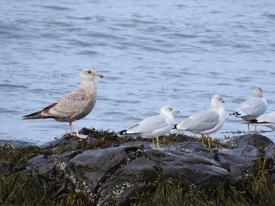 Herring Gull with Ring-billed Gulls