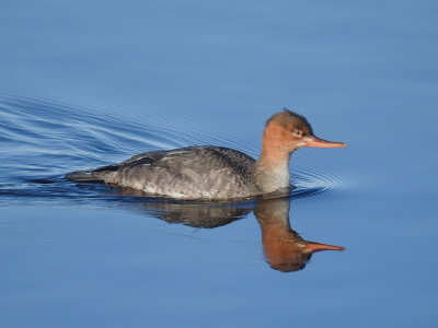 Red-breasted Merganser