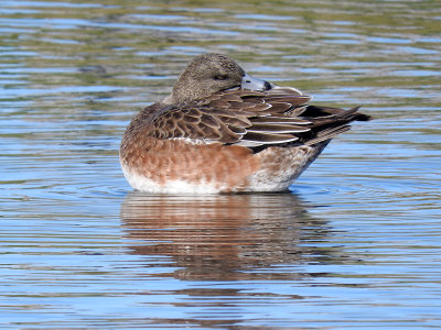 American Wigeon (Anas americana)