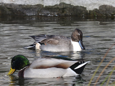 Northern Pintail with Mallard