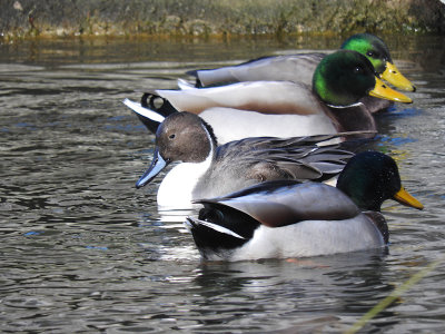 Northern Pintail with Mallards