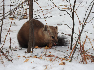 American (Pine) Marten