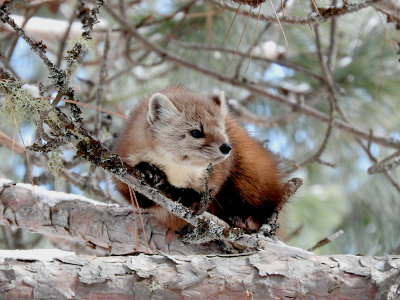 American (Pine) Marten