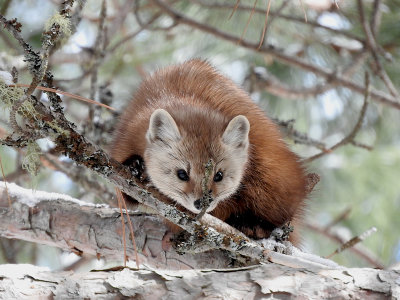 American (Pine) Marten