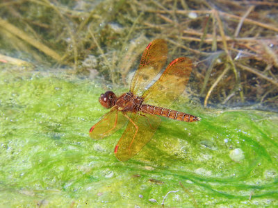 Eastern Amberwing (Perithemis tenera)