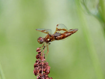Eastern Amberwing (Perithemis tenera)
