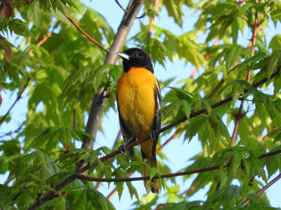 Baltimore Oriole 