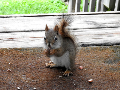 American Red Squirrel