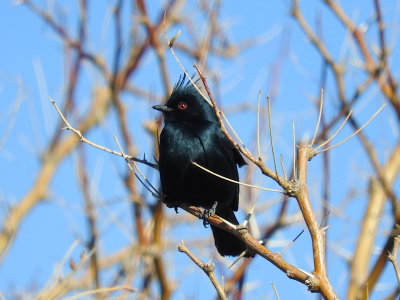 Phainopepla (male)