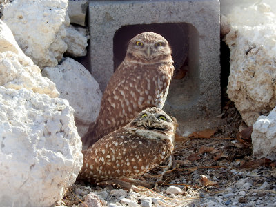 Burrowing Owl pair