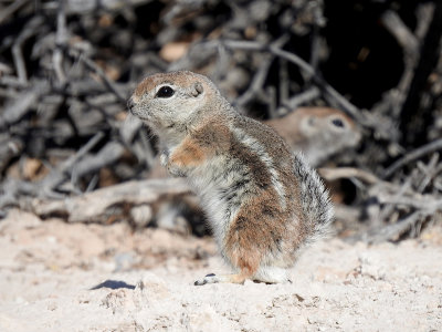White-tailed Antelope Squirrels