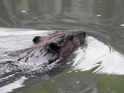 Beaver  (Castor canadensis)