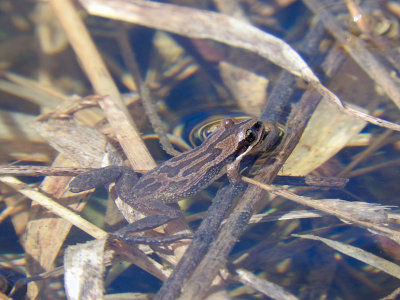 Boreal Chorus Frog (Psuedacris maculata)