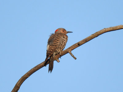Northern Flicker