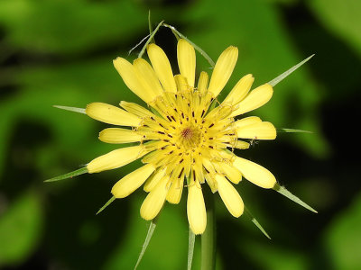 Yellow Salsify (Goat's Beard)