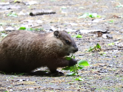Groundhog in the woods