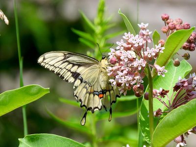 Giant Swallowtail (Papilio cresphontes)