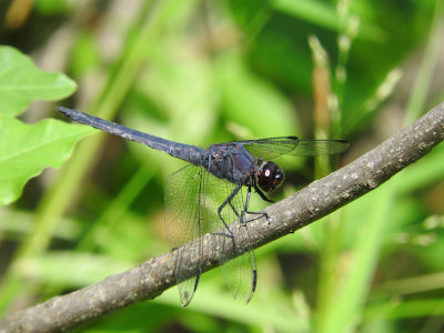 Slaty Skimmer (Libellula incesta)