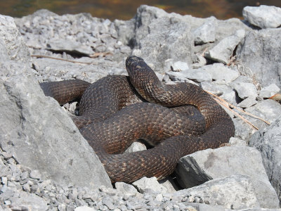 Northern Water Snake