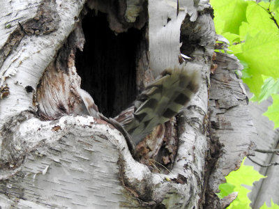 Barred Owl on nest