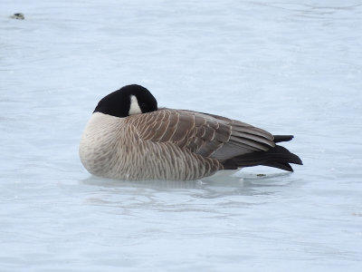 Cackling Goose