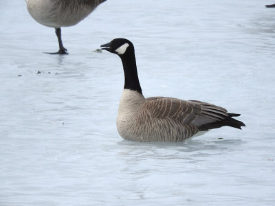 Cackling Goose