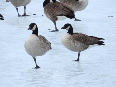 Cackling Geese