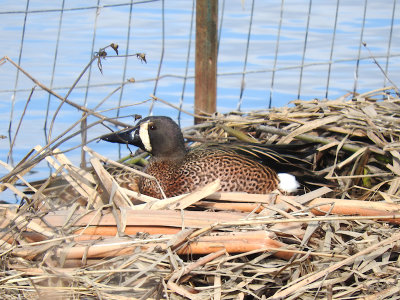 Blue-winged Teal