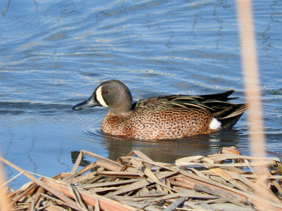 Blue-winged Teal