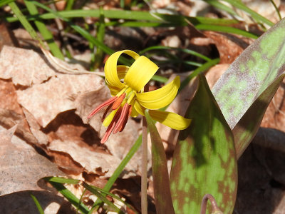 Trout lily (Erythronium americanum)