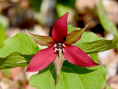 Red trillium (Trillium erectum)