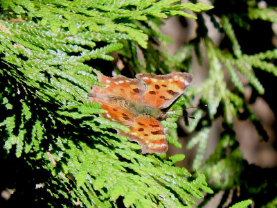 Green Comma (Polygonia faunus)