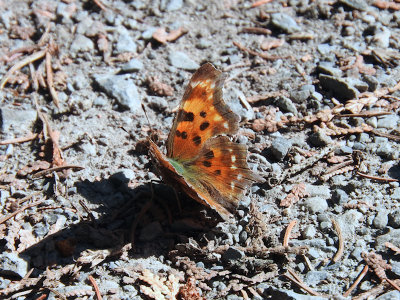 Green Comma (Polygonia faunus)