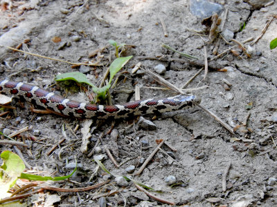 Eastern Milksnake