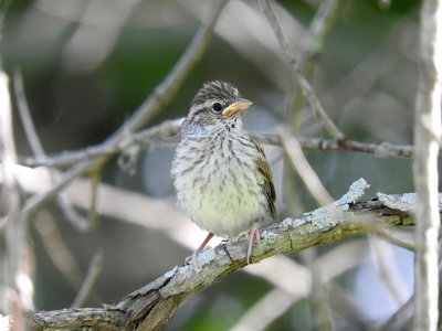 Chipping Sparrow (juvenile)