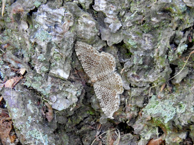 Cherry Scallop Shell Moth (Rheumaptera prunivorata)