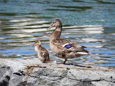 Mother Mallard and Duckling