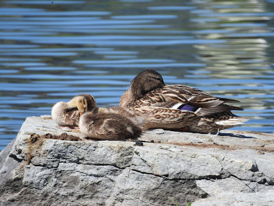 Mother Mallard and Ducklings
