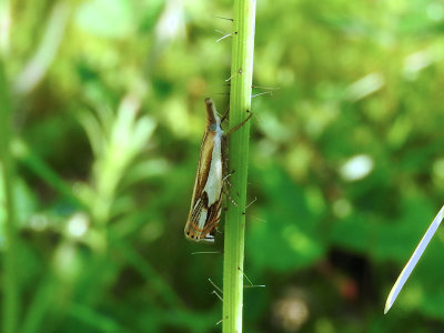Double-banded Grass-veneer (Crambus agitatellus)Hodges#5362