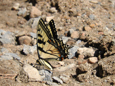 Midsummer Swallowtail (Canadian x Eastern Tiger Swalllowtail)