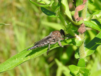 Robber Fly (Promachus bastardii)