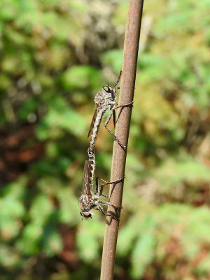 Robber Flies mating (Promachus bastardii)